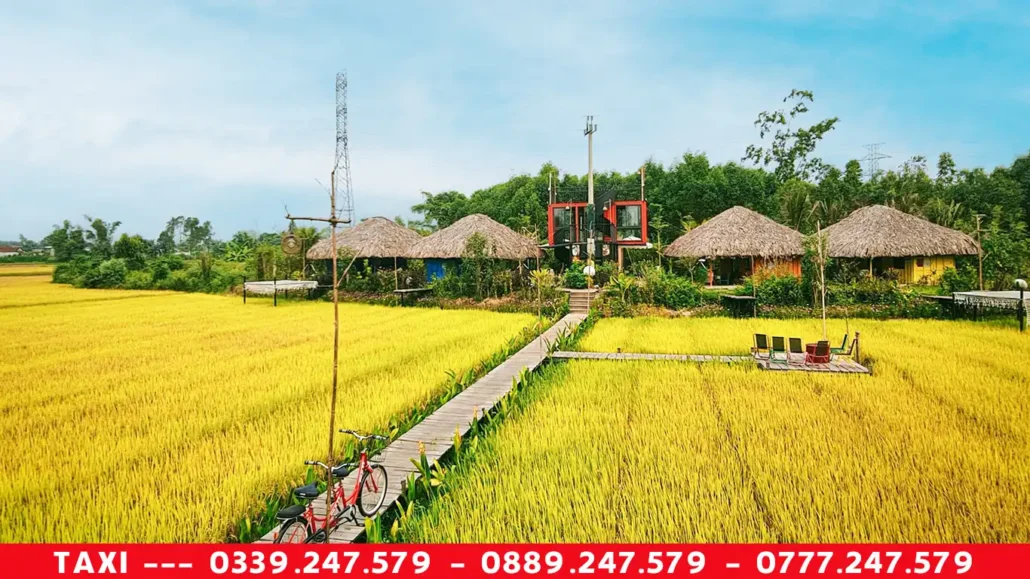 cánh đồng lúa chín ở cát mộc farm phổ phong đức phổ