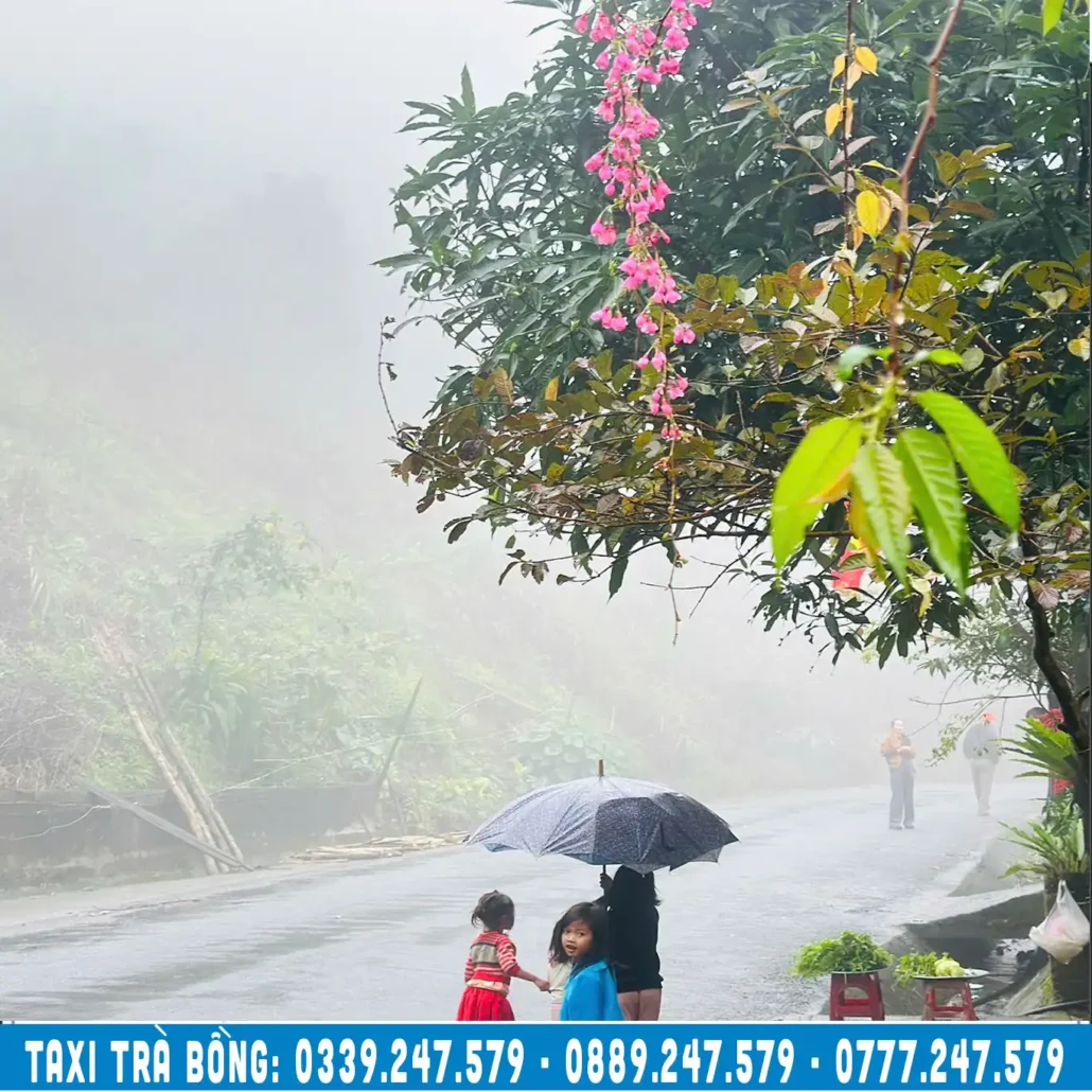 hoa anh đào ở đèo eo gió, taxi trà bồng quảng ngãi