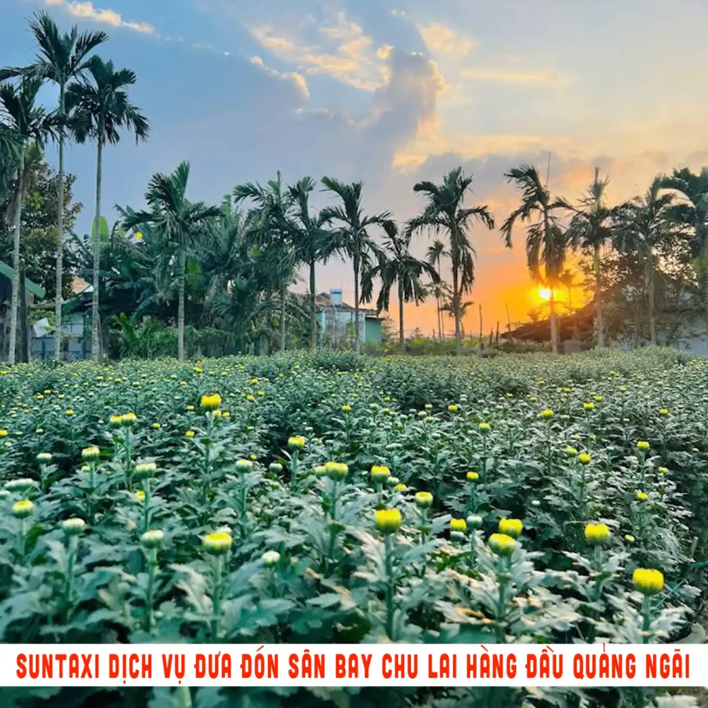 làng hoa cúc ở quảng ngãi