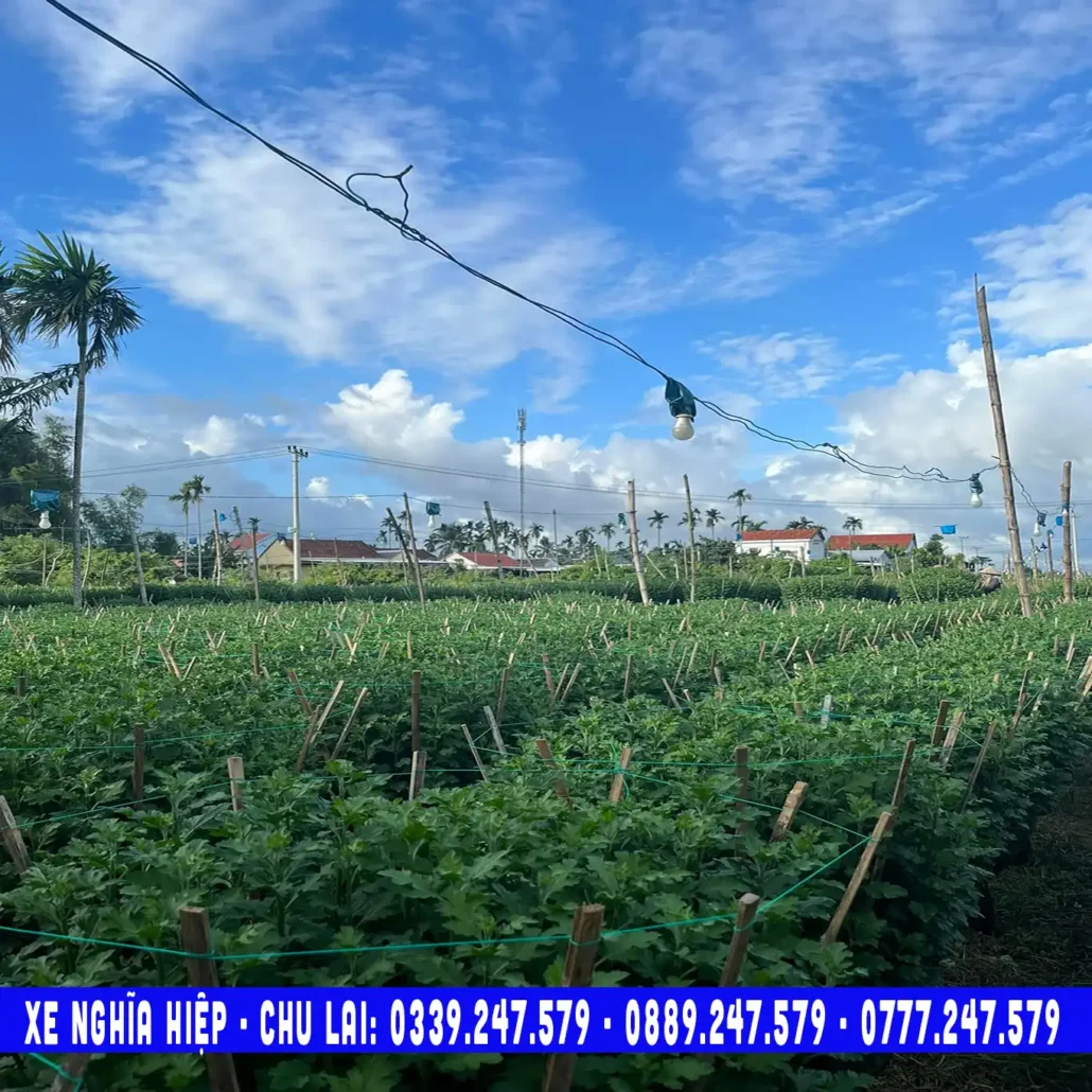 làng hoa cúc nghĩa hiệp tư nghĩa