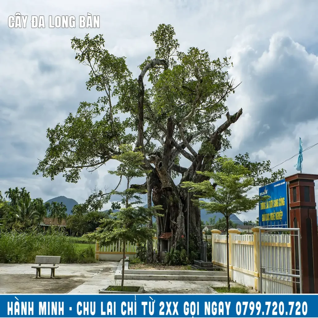 cây đa long bàn, cây đa di sản ở hành minh nghĩa hành