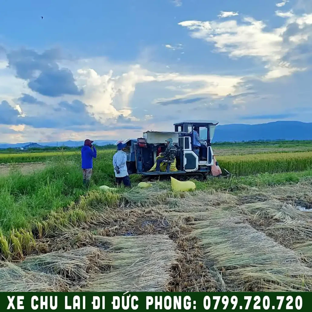 cánh đồng lúa xã Lân Phong Quảng Ngãi